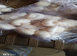Dray oyestar,milki and butan mashroom