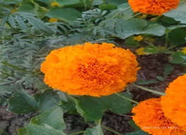 गेदा