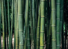 Bamboo