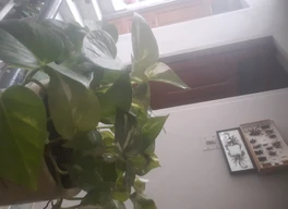 Aloe vera ,tulsi, Kari patta ,plants and in dry leaves