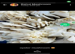 Oyester mashroom