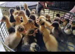 Golden chickens,Local husband baby duck,