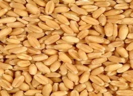 गेहूं