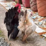 Miniature chicken