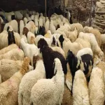 Cutting & Farming Sheep