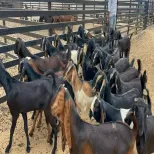 Goat for sale