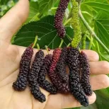 Mulberry Plant
