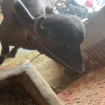 He Buffalo