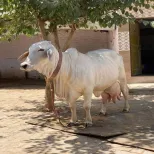 cow