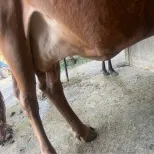 Cow sale